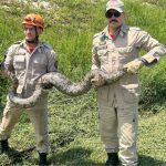 Corpo de Bombeiros resgata jiboia de quase 4 metros em Cuiabá