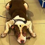 Vídeo: Pit bull invade loja de móveis, assusta clientes e é resgatado pelos bombeiros