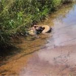 Sucuri-verde mata cachorro de morador em Várzea Grande; vídeo