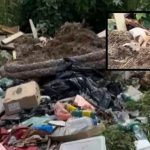 Cachorro é abandonado em lixão e protetora pede socorro