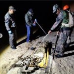 Onça que devorou caseiro no Pantanal é capturada no local do ataque; veja vídeos