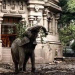 Após 56 dias, primeira elefanta africana chega ao santuário de MT