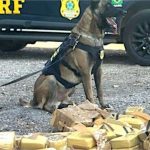 Cão da PRF localiza 68 quilos de drogas em carga de milho no Mato Grosso