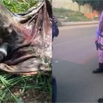 Homem é preso em Cuiabá com carne suspeita de cavalo; ele é acusado de abater para venda ilegal