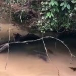 Turistas filmam e se espantam com cardume de pintados em MT; veja vídeo