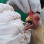 Gripe aviária: Indea vistoria 4,4 mil aves e encerra vigilância em Cuiabá