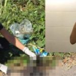 Matança de gatos: Namorado confirma que Larissa era agressiva e admite medo