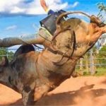 Jovem morre depois de ser pisoteado por touro durante treino de montaria em MT