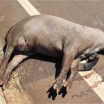 Acidente em rodovia deixa um morto após Saveiro colidir com caminhão ao tentar desviar de anta