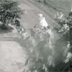 Senador é condenado a indenizar estudante atacada por vaca solta em estrada de MT; veja vídeo