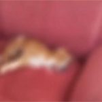 Vídeo: Cachorro e gato se contorcem após possível envenenamento em MT