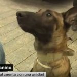 Cão farejador encontra droga com jovem durante reportagem ao vivo na TV; vídeo