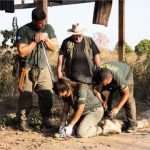 Inscrições abertas: Veja como se tornar voluntário para resgate e manejo de animais silvestres em MT