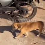 Motociclista com tornozeleira é preso suspeito de atropelar cachorro de propósito em MT; vídeo