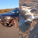 Onça-parda morre atropelada em rodovia entre Nobres e Bom Jardim