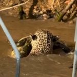 Onça pula em rio e ataca jacaré; veja vídeo