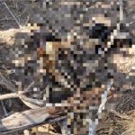 Ossada com pernas amarrados e cabeça separada do corpo é localizada em Jaciara