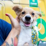 Cuiabá inicia Campanha de Vacinação Antirrábica com Dia D em 25 de outubro