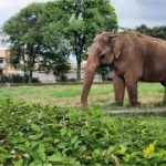 Justiça de SP reforça transferência de elefante Sandro para Chapada dos Guimarães
