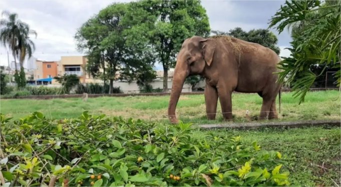 elefante sandro