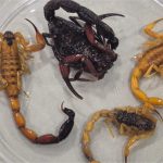 SES-MT capacita equipes de saúde para prevenção a aranhas e escorpiões