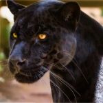 Parque Serra Azul registra onça-preta e reforça cuidados a turistas