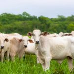 Mato Grosso registra maior exportação de carne bovina de sua história