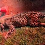 Onça-pintada tenta atravessar rodovia e morre atropelada em MT