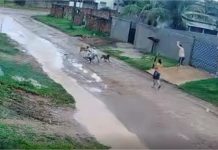 Idoso atacado por cães em Comodoro tem perna dilacerada e leva 45 pontos; vídeo