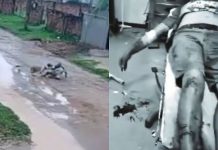 Idoso é brutalmente atacado por dois pit bulls em MT; veja vídeo (imagens fortes)