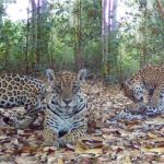 39 onças-pintadas são identificadas em reserva no Pantanal