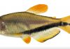 Espécie de peixe raro colorido é descoberta em rio de MT; saiba mais