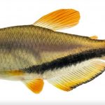 Espécie de peixe raro colorido é descoberta em rio de MT; saiba mais