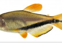 Espécie de peixe raro colorido é descoberta em rio de MT; saiba mais