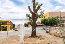 Empresário vai responder criminalmente por suspeita de mandar podar árvore