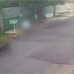 Morador é suspeito de soltar cachorro para atacar e matar gato em Cuiabá; vídeo