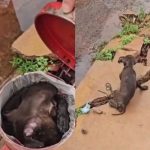 Garis salvam cachorro jogado no lixo instantes antes de ser triturado; veja vídeo