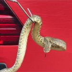 Bombeiros capturam cascavel em avenida central em cidade de MT