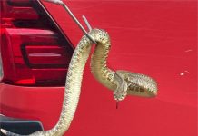 Bombeiros capturam cascavel em avenida central em cidade de MT