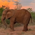 Elefanta Kenya morre cinco meses após chegada ao Santuário de MT