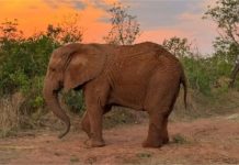 Elefanta Kenya morre cinco meses após chegada ao Santuário de MT