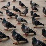 Pombos já mataram três pessoas no estado este ano, sendo duas só em Cuiabá