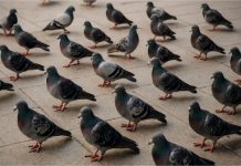 Pombos já mataram três pessoas no estado este ano, sendo duas só em Cuiabá