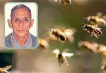 Mais um trabalhador rural morre após ataque de abelhas em fazenda