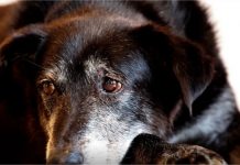 Justiça condena lojista a 5 anos de reclusão por maus-tratos a cães