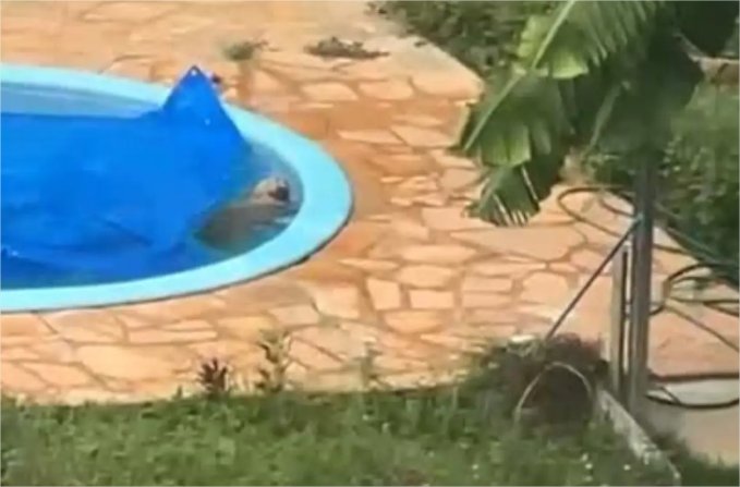 cachorro piscina