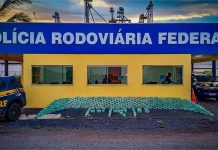 Caminhoneiro é preso com meia tonelada de cocaína no veículo