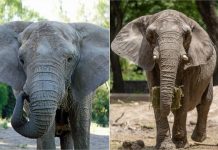 Sema proíbe Santuário de Elefantes em Mato Grosso de receber novos animais