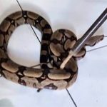 Jiboia é encontrada dentro de casa em cidade de MT e capturada por bombeiros