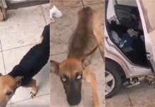 Cães são encontrados esqueléticos após 20 dias de abandono em Cuiabá; veja vídeo
